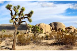 Best Things to Do in Joshua Tree1