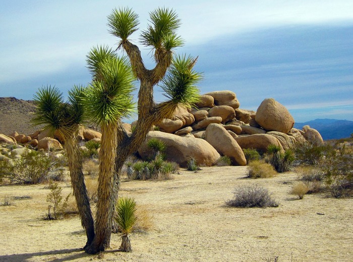 Best Things to Do in Joshua Tree2